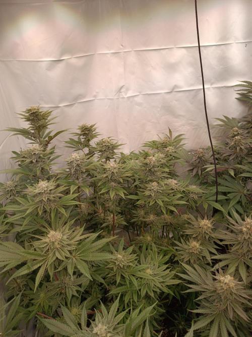 Crescendo 🦖. Week 13