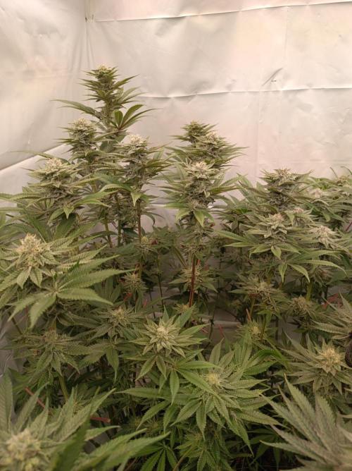 Crescendo 🦖. Week 13