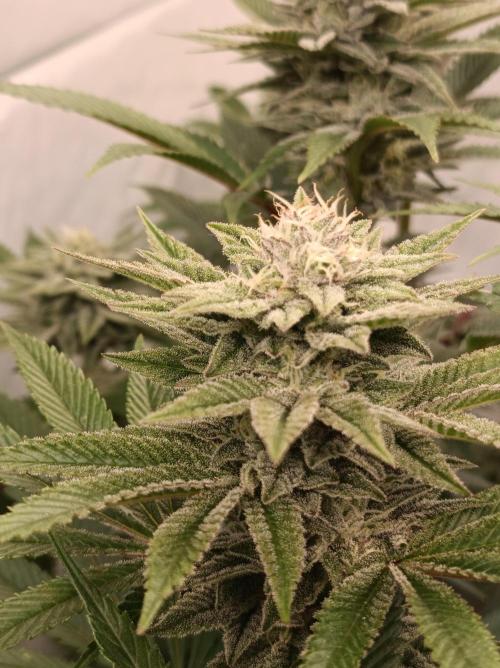 Crescendo 🦖. Week 13