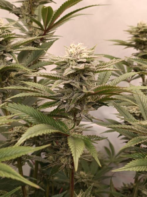 Crescendo 🦖. Week 13