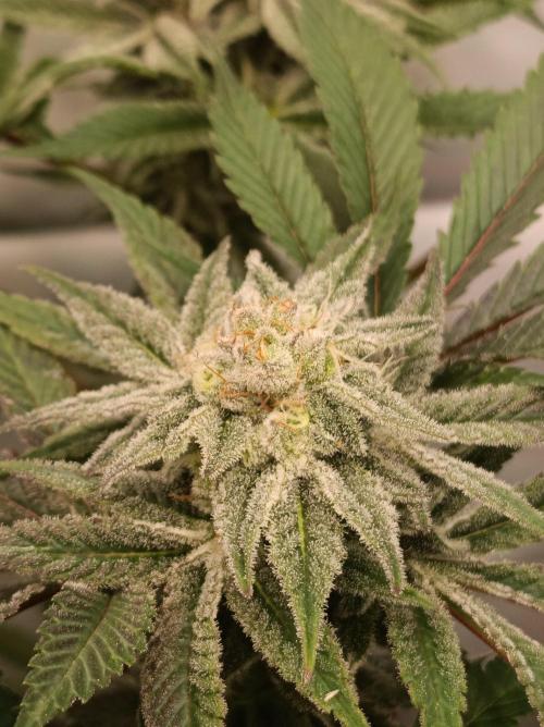 Crescendo 🦖. Week 13
