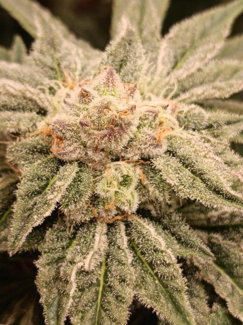 Crescendo 🦖. Week 13