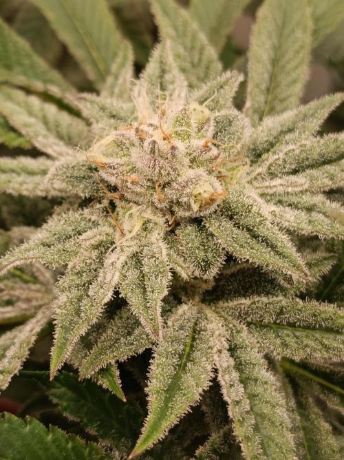 Crescendo 🦖. Week 13