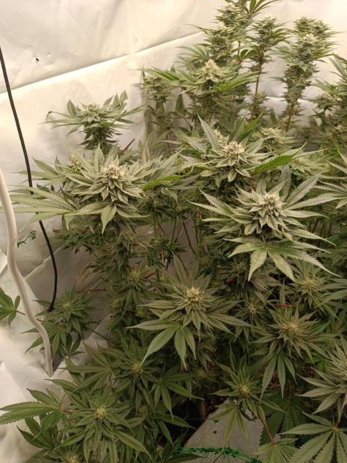 Blueberry Cane. Week 13