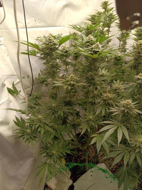 Blueberry Cane. Week 13