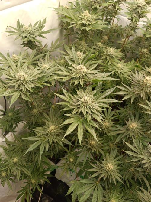 Blueberry Cane. Week 13
