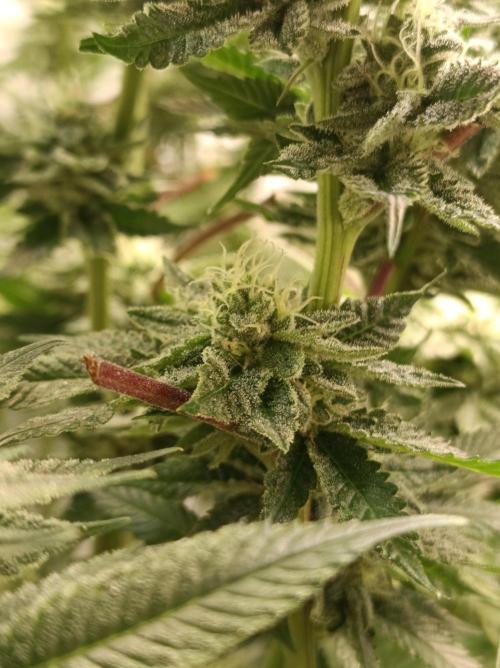 Blueberry Cane. Week 13