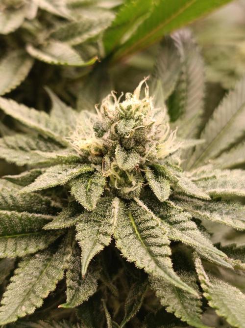Blueberry Cane. Week 13