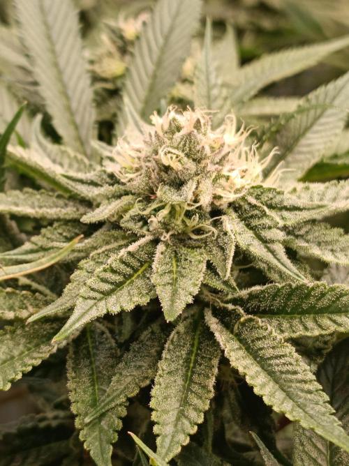 Blueberry Cane. Week 13