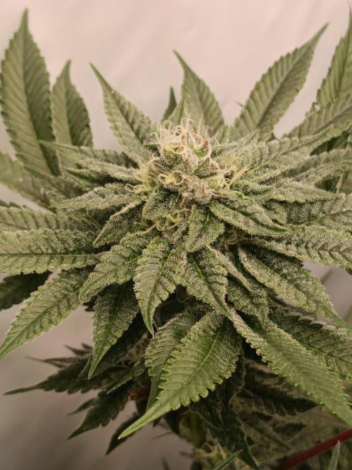 Blueberry Cane. Week 13