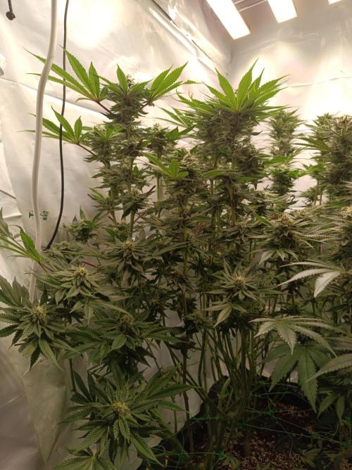 Blueberry Cane. Week 13