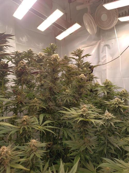 NL x Runtz🌌. Week 13