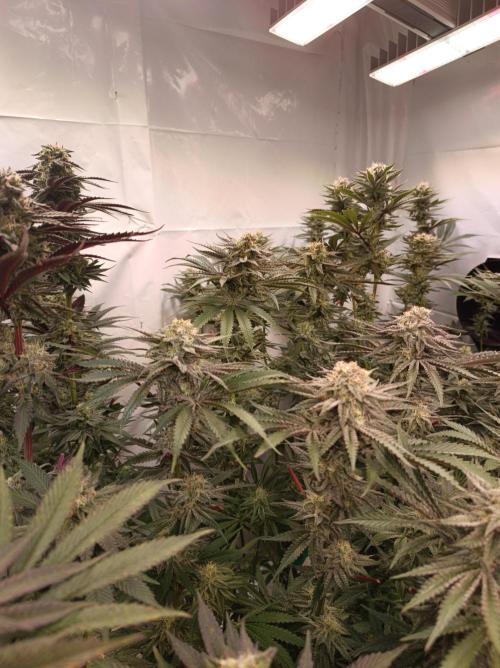NL x Runtz🌌. Week 13