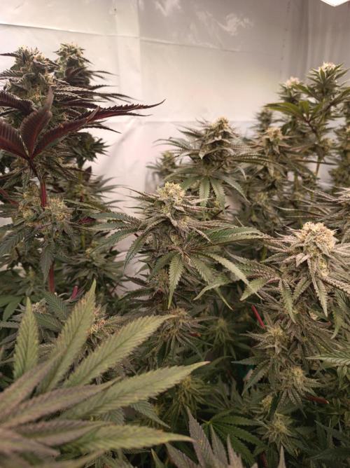 NL x Runtz🌌. Week 13