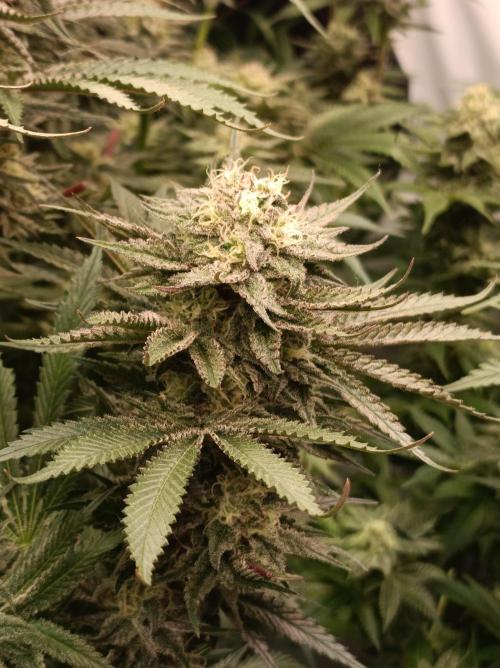 NL x Runtz🌌. Week 13