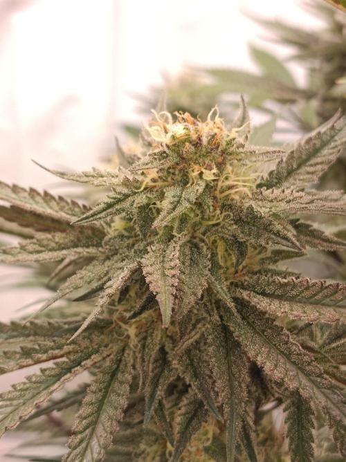 NL x Runtz🌌. Week 13