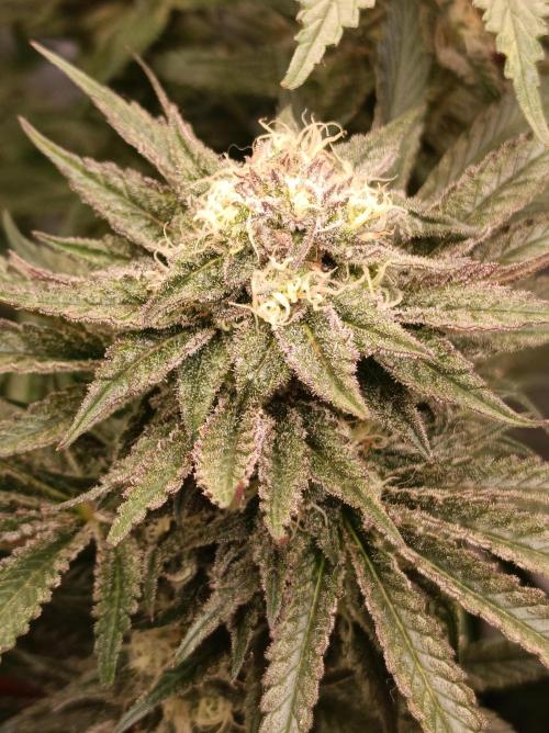 NL x Runtz🌌. Week 13