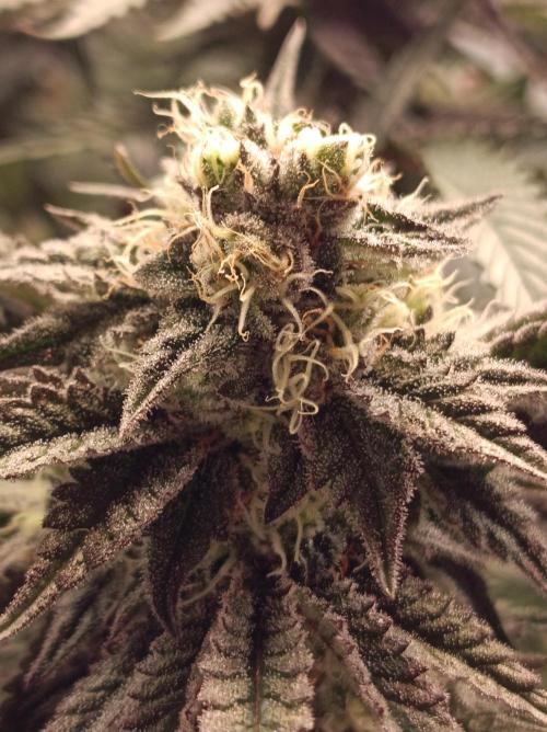 NL x Runtz🌌. Week 13