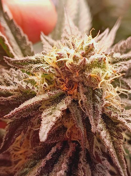 NL x Runtz🌌. Week 13