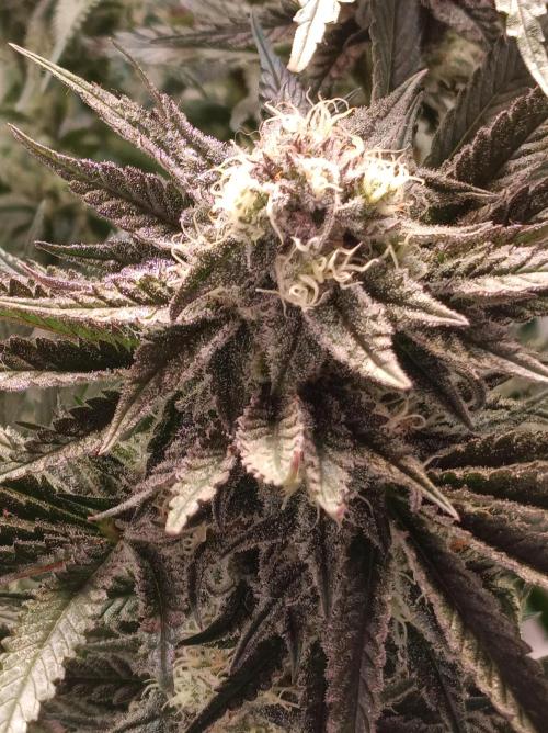 NL x Runtz🌌. Week 13