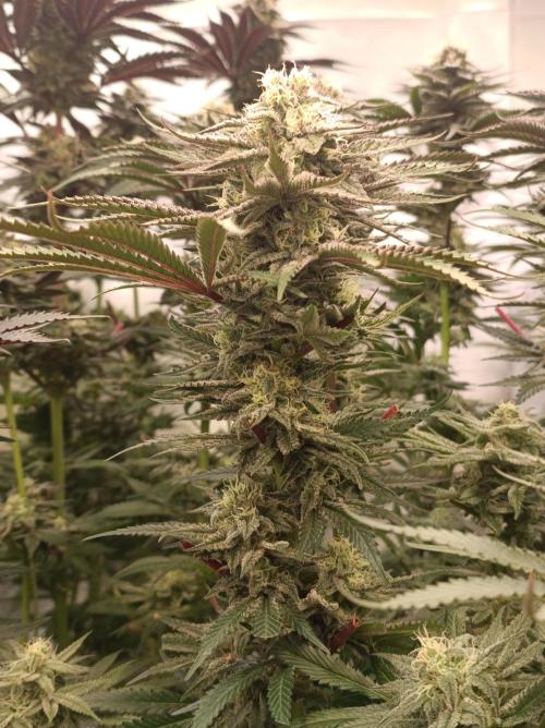 NL x Runtz🌌. Week 13