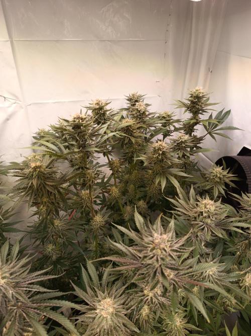 NL x Runtz🌌. Week 13