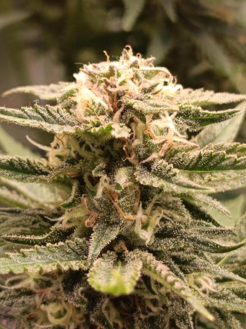 Blackberry Moonrocks. Week 13