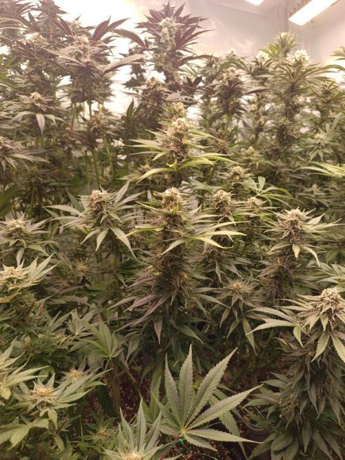 Blackberry Moonrocks. Week 13