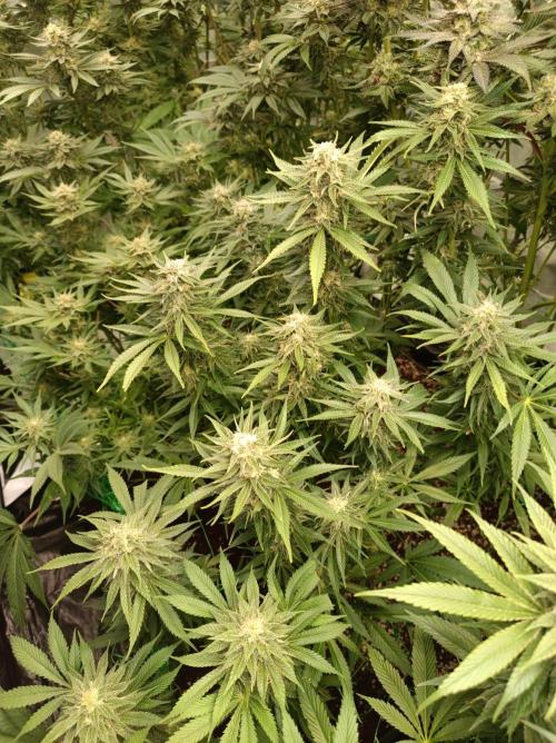 Blackberry Moonrocks. Week 13