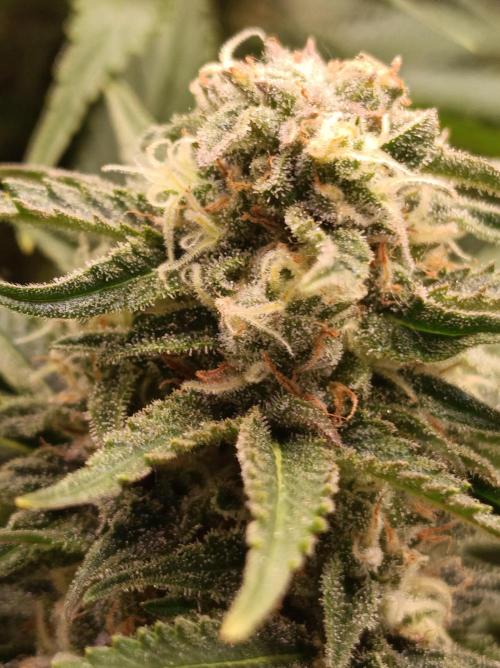 Blackberry Moonrocks. Week 13