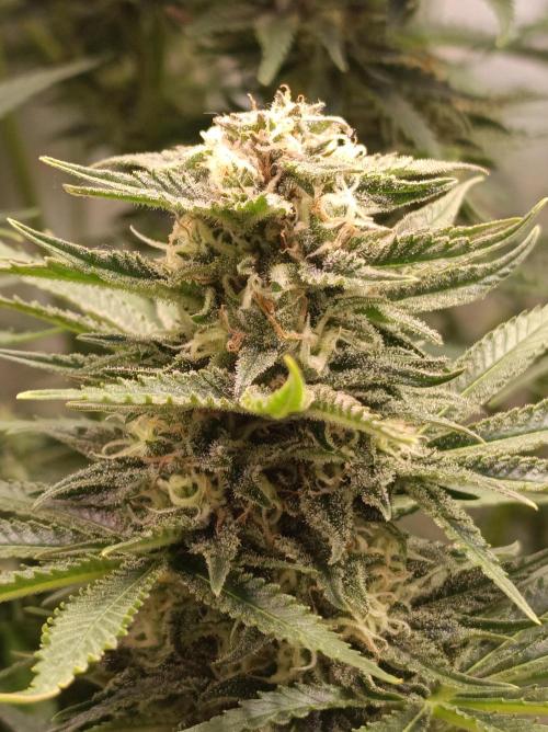 Blackberry Moonrocks. Week 13