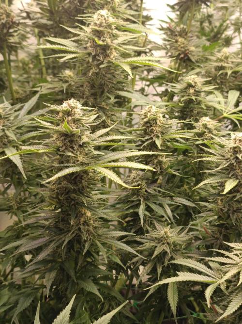 Blackberry Moonrocks. Week 13