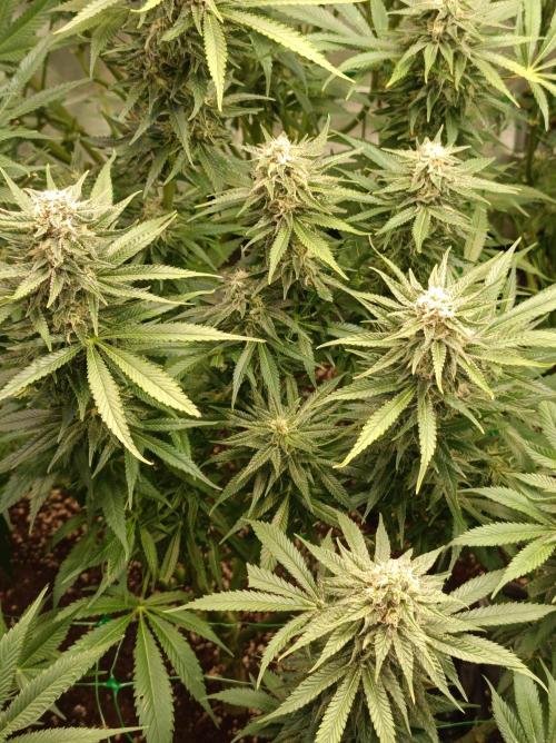 Blackberry Moonrocks. Week 13