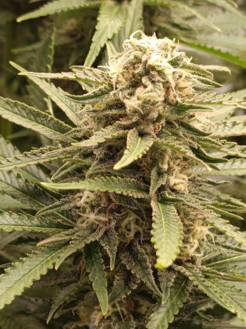 Blackberry Moonrocks. Week 13