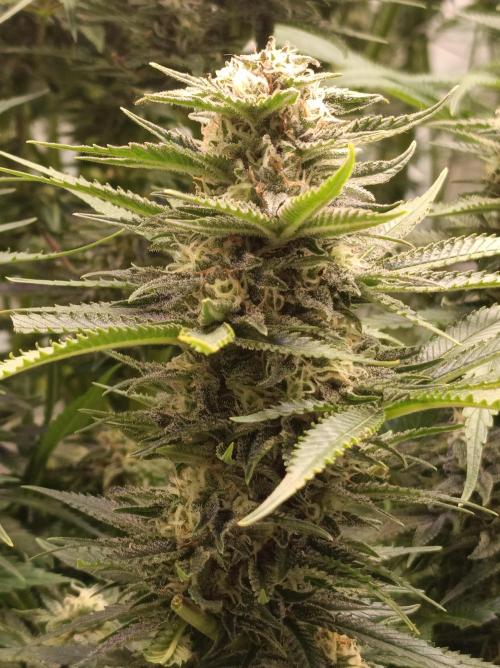 Blackberry Moonrocks. Week 13