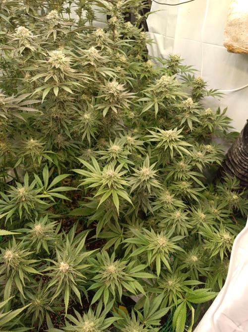 Blue Zushi🍣⛩️. Week 13