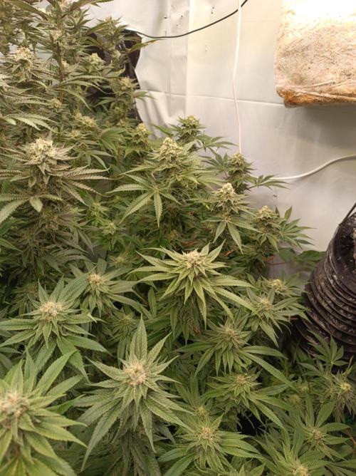 Blue Zushi🍣⛩️. Week 13