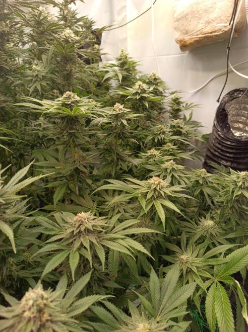 Blue Zushi🍣⛩️. Week 13