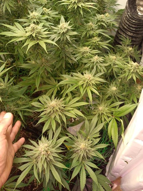 Blue Zushi🍣⛩️. Week 13