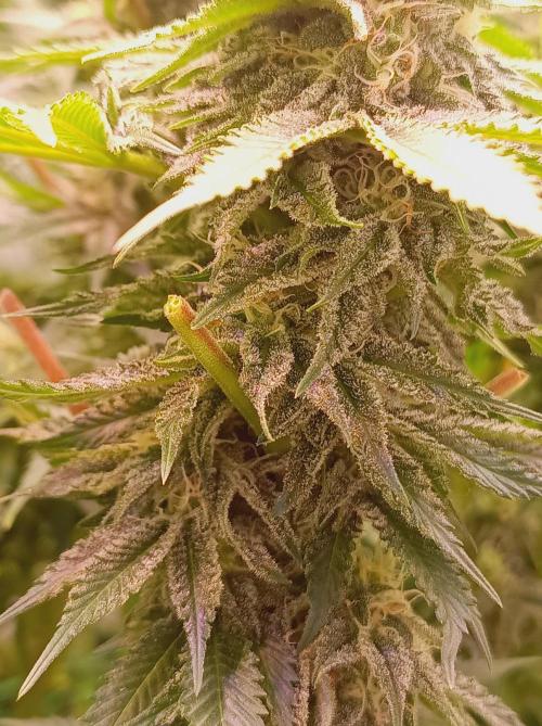 Blue Zushi🍣⛩️. Week 13