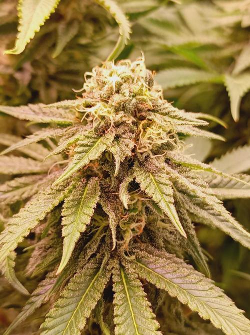 Blue Zushi🍣⛩️. Week 13