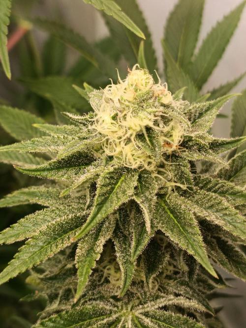 Blue Zushi🍣⛩️. Week 13