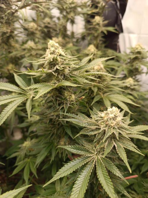 Blue Zushi🍣⛩️. Week 13