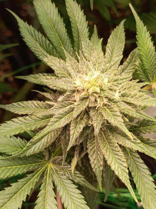 Blue Zushi🍣⛩️. Week 13