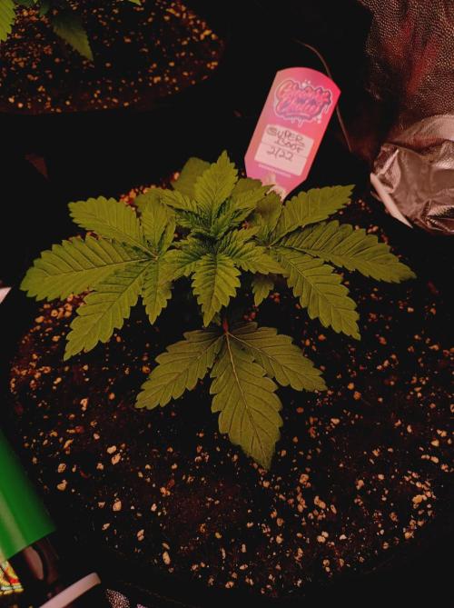Super Boof 🍒🍪GC. Week 2
