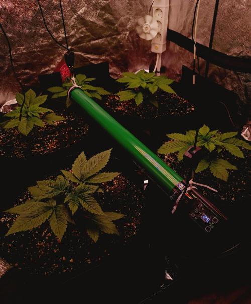 Super Boof 🍒🍪GC. Week 2