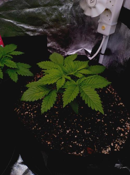 Super Boof 🍒🍪GC. Week 2