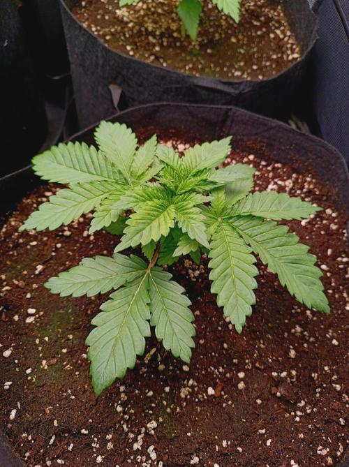 Super Boof 🍒🍪GC. Week 2