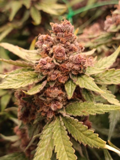 Iced Sangria 🍹Triploid F1. Week 19