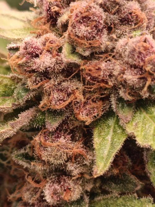Iced Sangria 🍹Triploid F1. Week 19